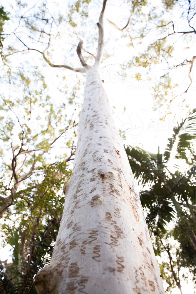 looking up the trunk of a scribbly gum tree towards the forest canopy - Australian Stock Image