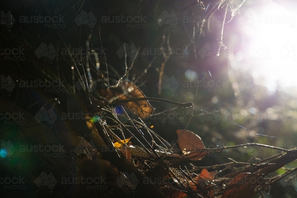 Looking up through dead branches and leaves at the light - Australian Stock Image