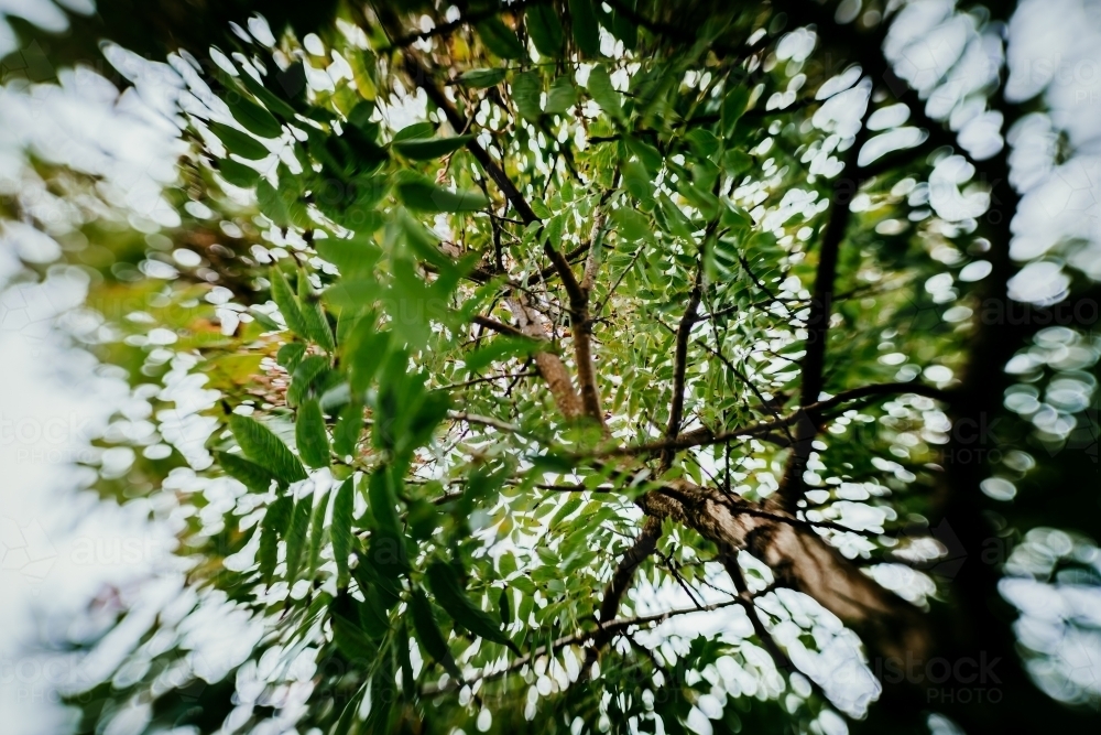 looking up tree with leaves and blur - Australian Stock Image