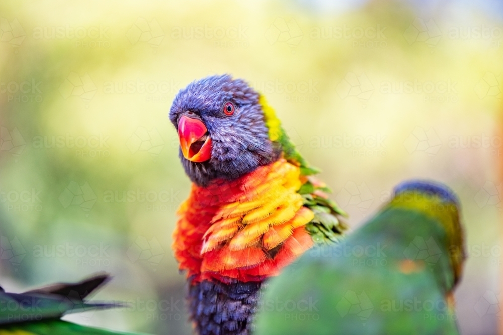 Lorikeet can be seen chatting amongst other lorikeet birds during feeding time - Australian Stock Image