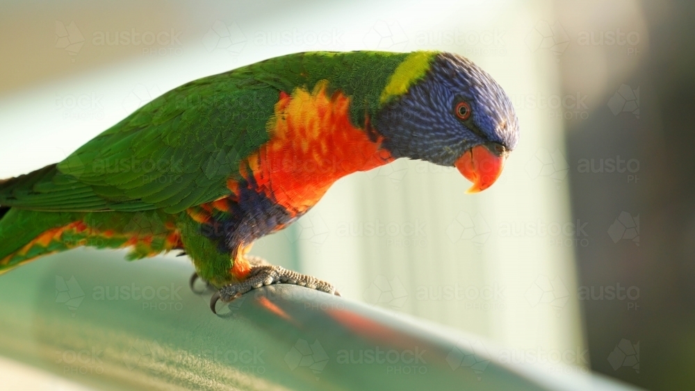 Lorikeet standing on balcony railing - Australian Stock Image