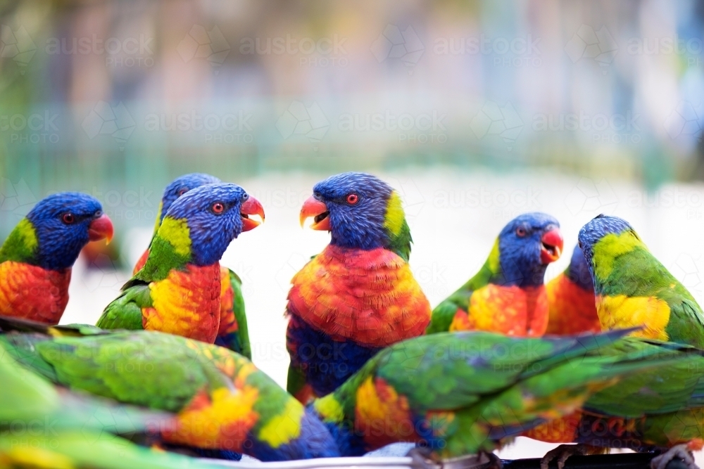 Lorikeets chatting together during feeding time - Australian Stock Image