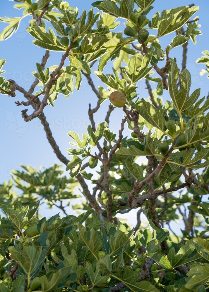 Low Angle, back lit shot of a fig in the fig tree - Australian Stock Image