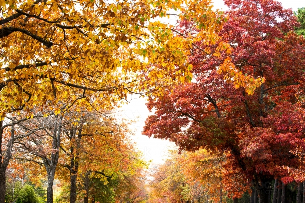 Low angle shot of autumn trees - Australian Stock Image