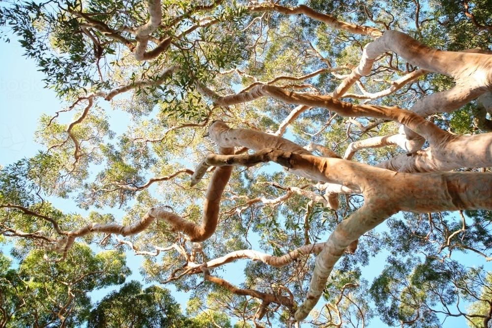 Low angle shot of bush canopy - Australian Stock Image