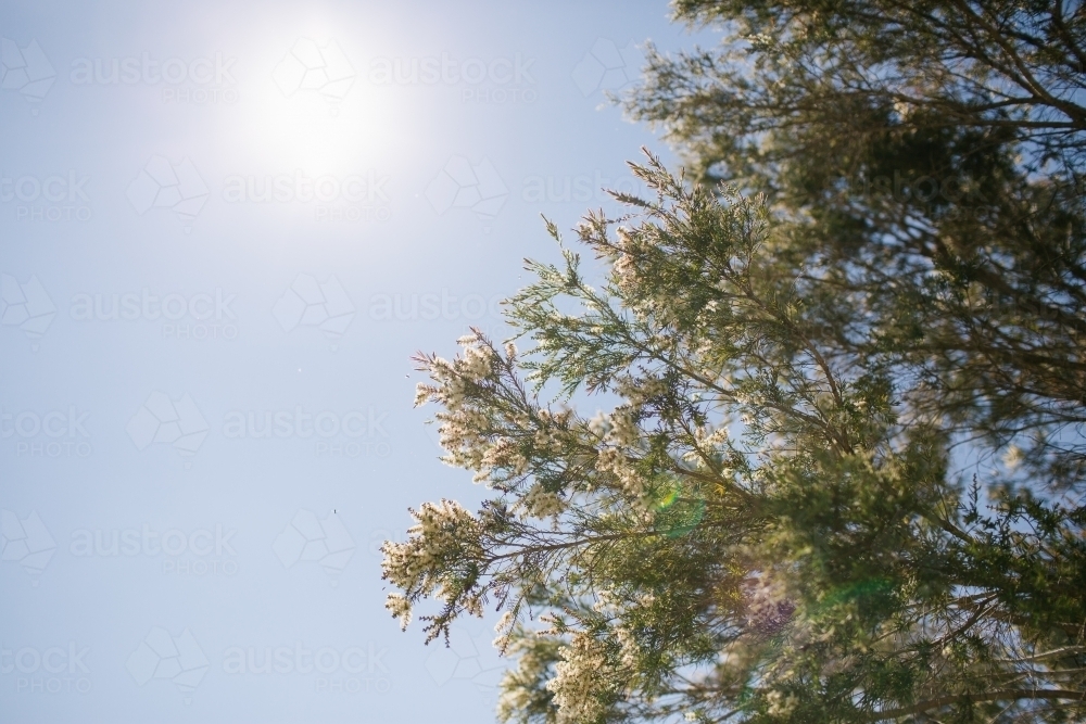 Low angle shot of leaves on tree branches under the sun - Australian Stock Image