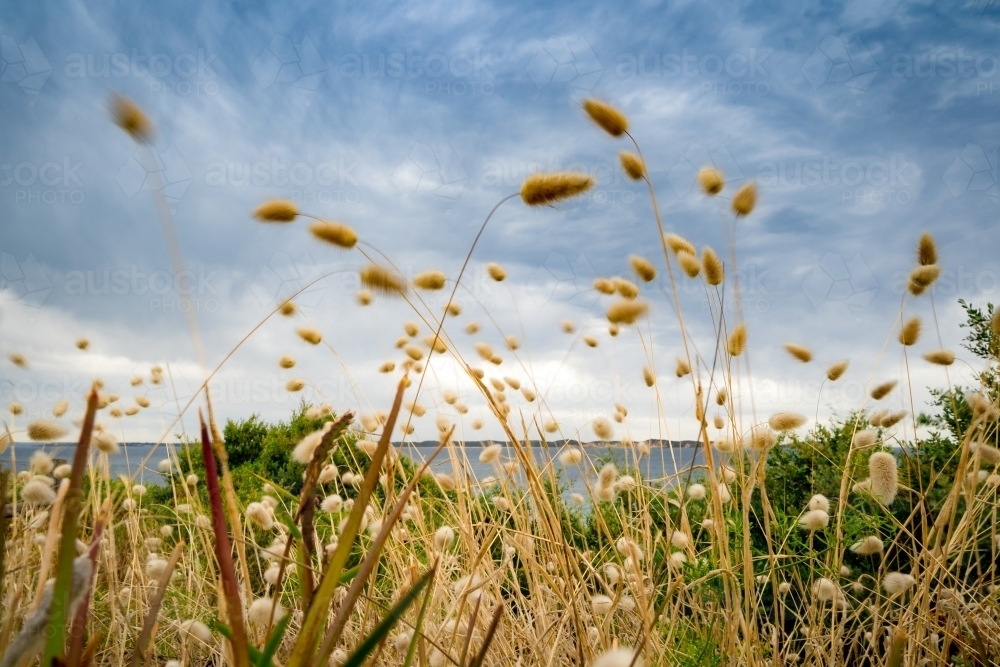 Low angle view of dried wildflowers blowing in the wind against dark sky - Australian Stock Image