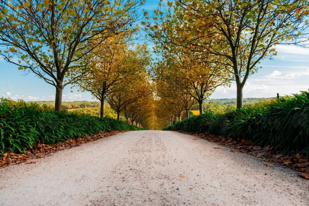 low angle view of pretty autumn scene, driveway under orange leaves - Australian Stock Image