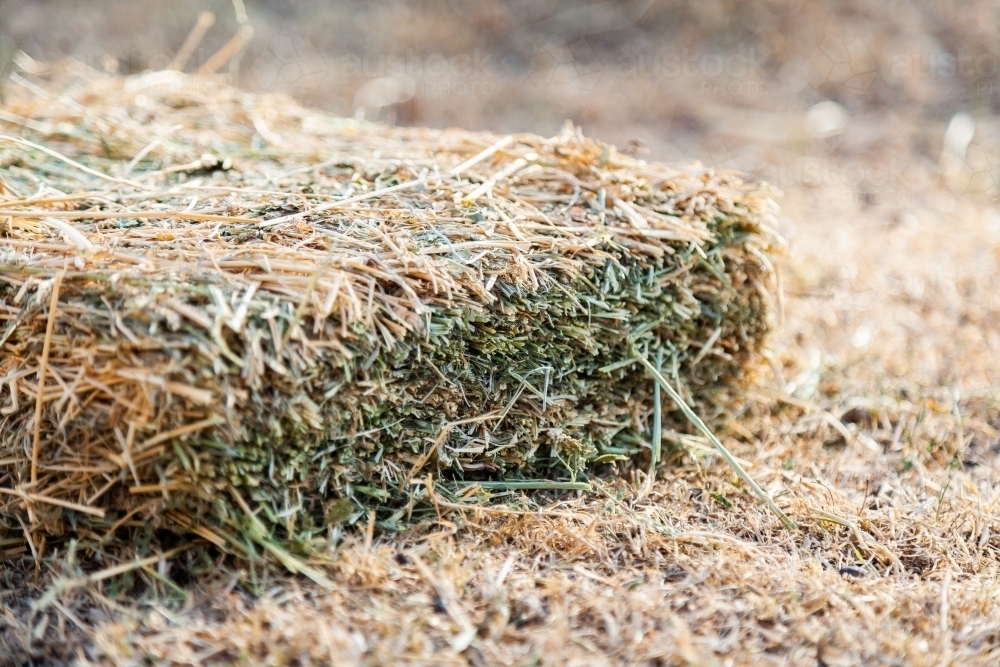 Lucerne hay on the ground feeding livestock in drought - Australian Stock Image