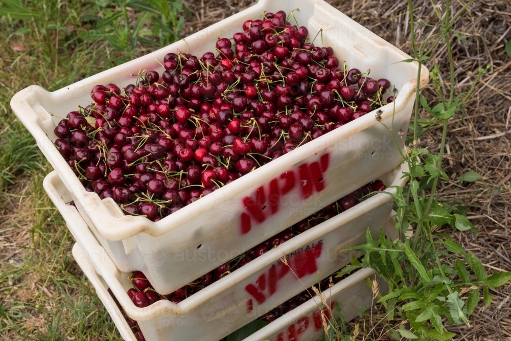 Lugs of freshly picked cherries - Australian Stock Image