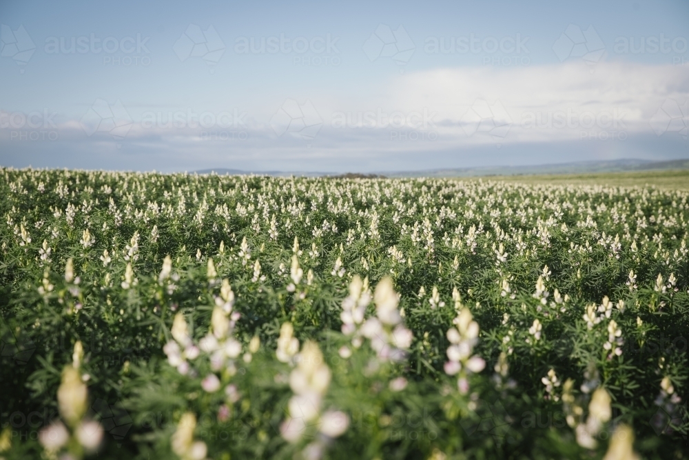 Lupin crop at full flower in the Avon Valley in Western Australia - Australian Stock Image