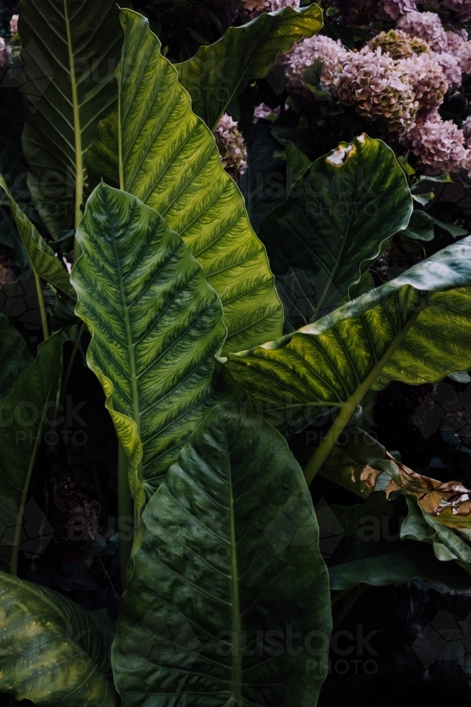 Luscious Leaves - Australian Stock Image