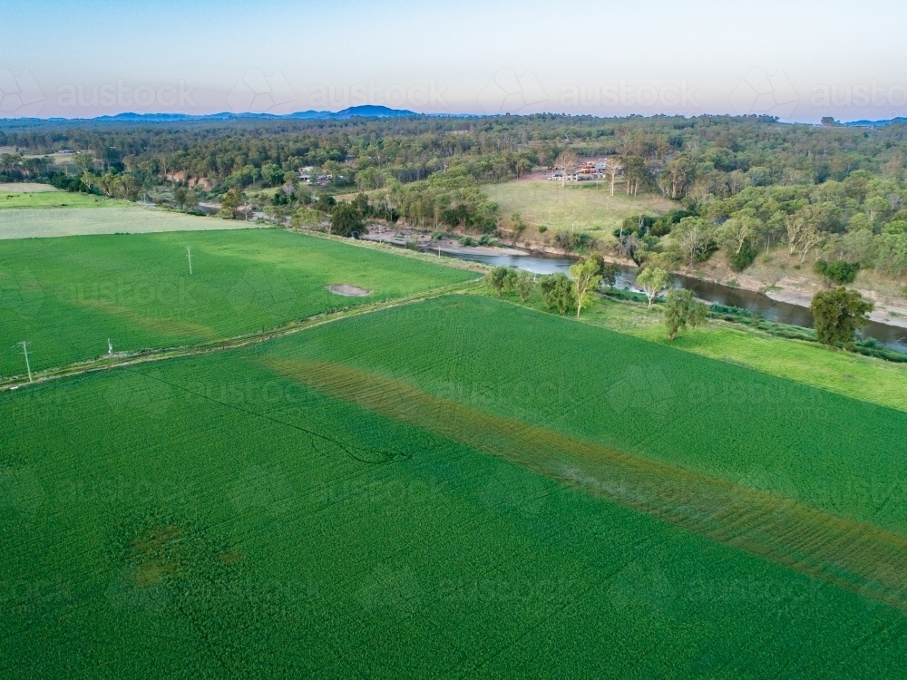 Lush green alfalfa crop paddock beside Hunter river in dusk light - Australian Stock Image