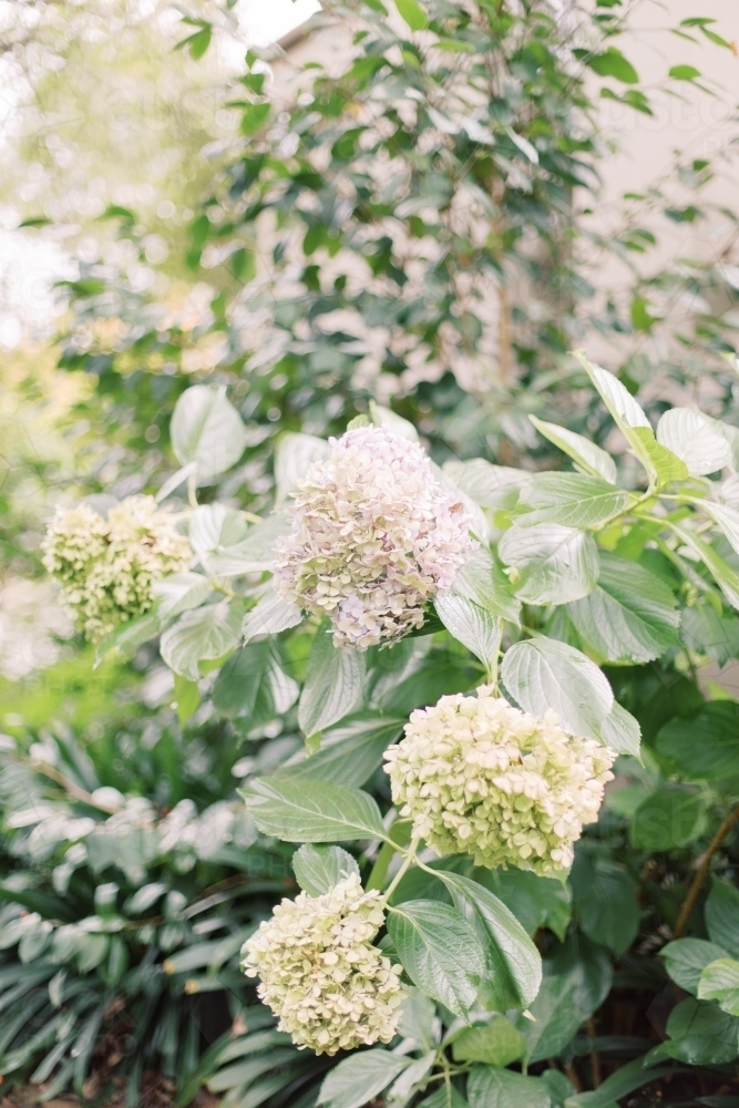 Lush green hydrangeas in a beautiful garden - Australian Stock Image