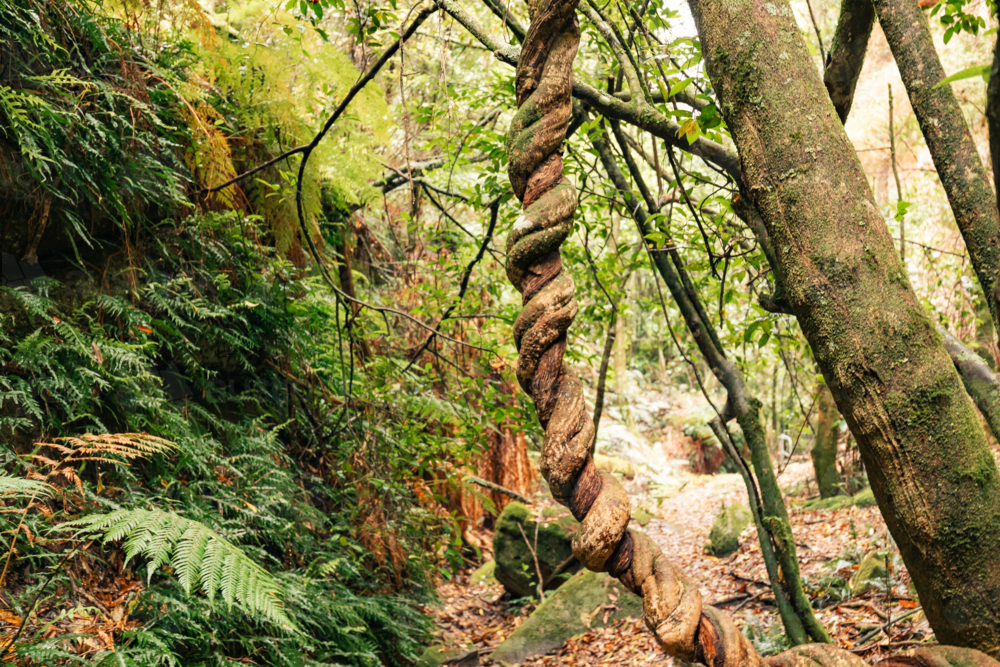 Lush greenery of tangled forest with twisting tree trunks at Fern Gully in the Bylong Valley, NSW - Australian Stock Image