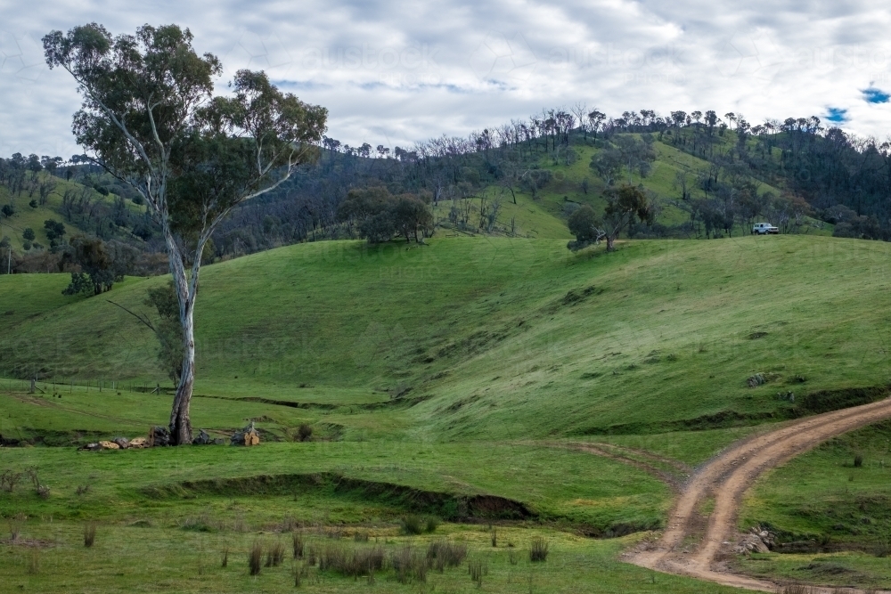 Lush hillside with trees and a cloudy sky - Australian Stock Image