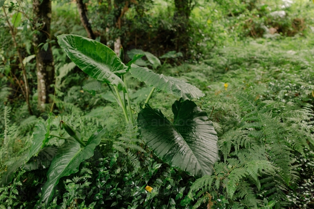 Lush Sub-Tropical Rainforest Coffs Harbour - Australian Stock Image