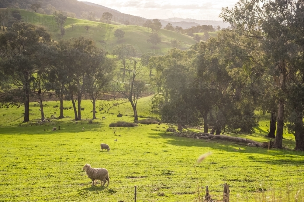 Lush valley with sheep and trees - Australian Stock Image