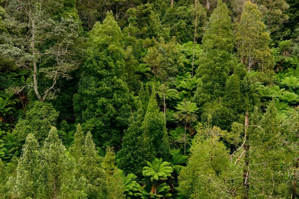 Lush Wall of Mountain Trees - Australian Stock Image