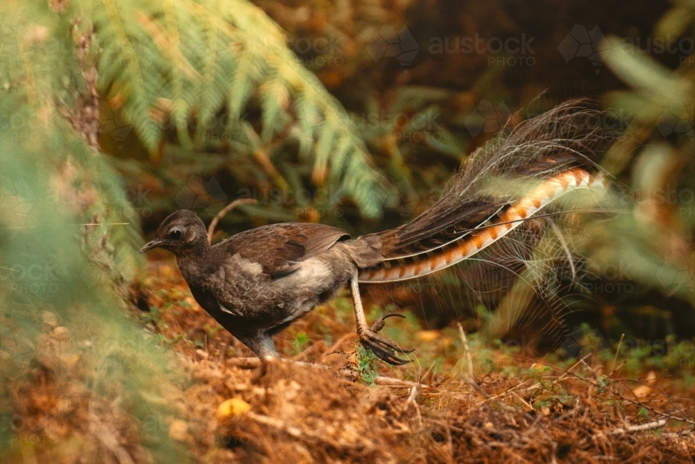 Lyrebird walking on forest floor - Australian Stock Image