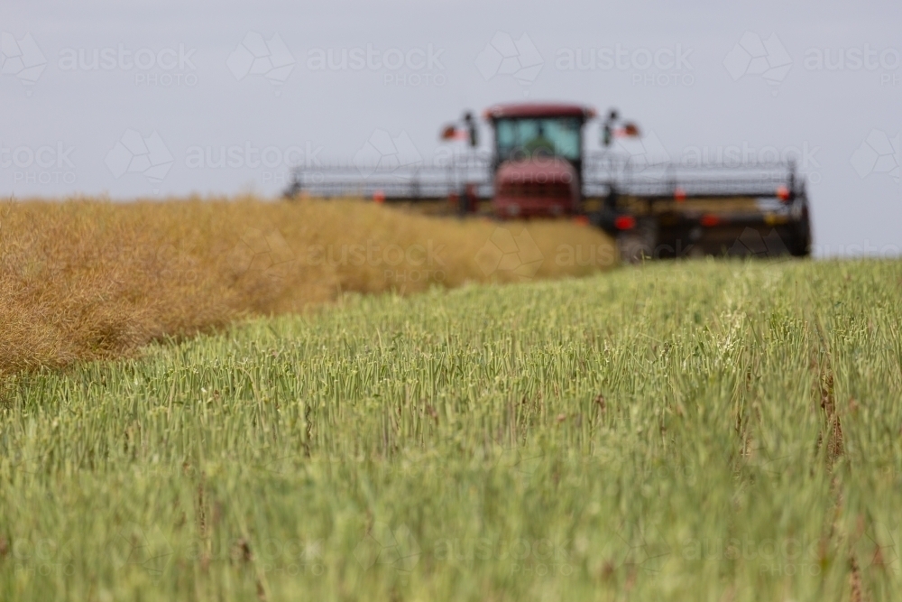 Machine cutting canola into rows (windrows) on a farm - Australian Stock Image