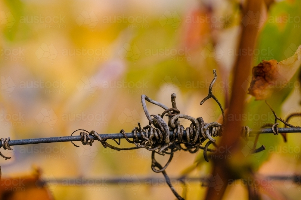 Macro close-up of grapevine tendrils in the vineyard with autumn colours - Australian Stock Image