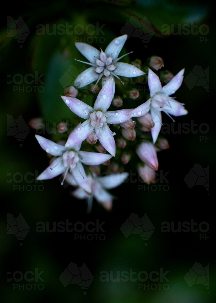 Macro Flowers White on Green Background - Australian Stock Image