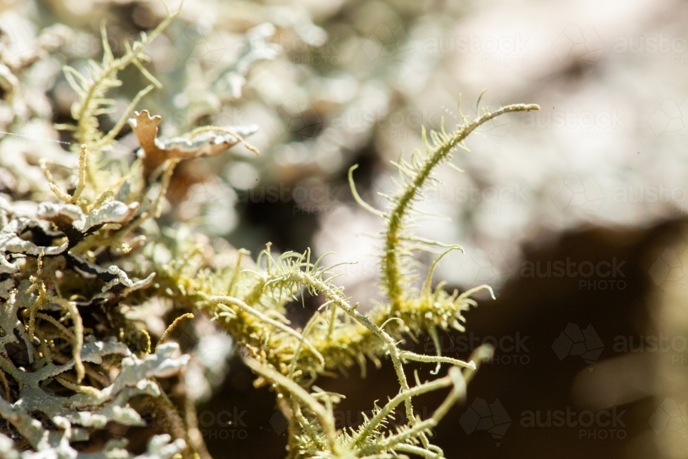 Macro of lichen plant - Australian Stock Image