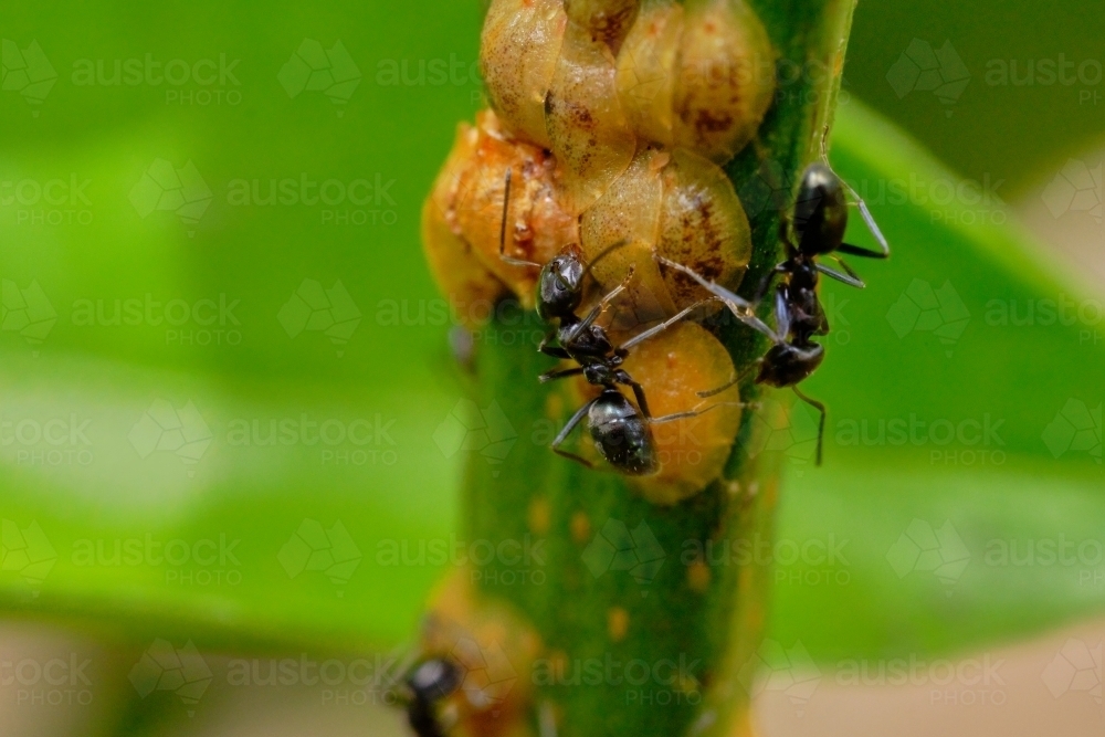 Macro Photo of Ants Feeding on Citrus Tree Scale - Australian Stock Image