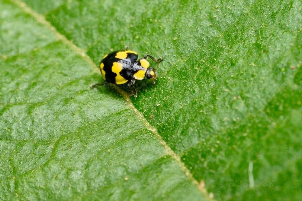 Macro Photo of Ladybird from above - Australian Stock Image