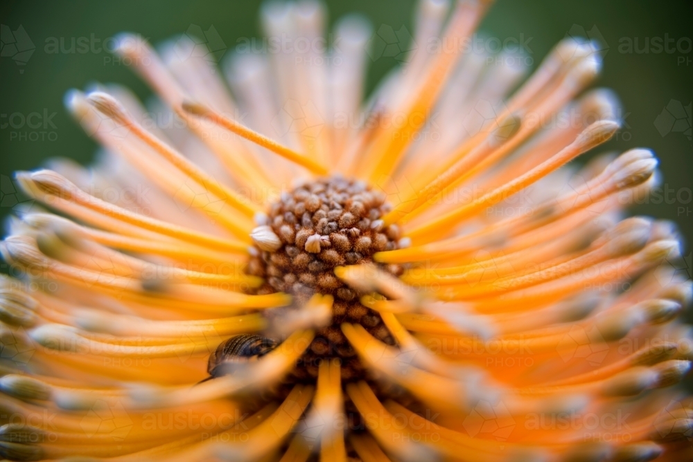 Macro Shot of Banksia Flower - Australian Stock Image