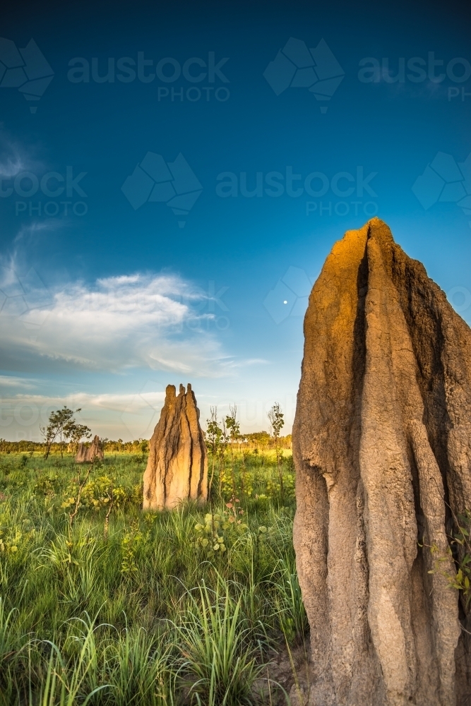 Magnetic termite mounds - Australian Stock Image