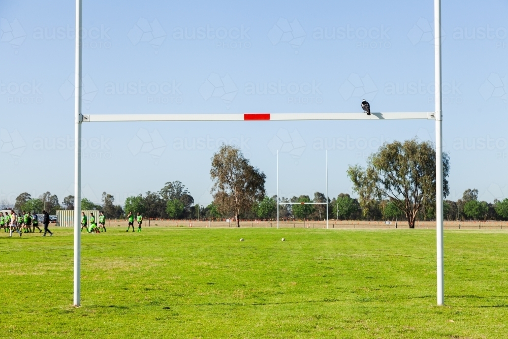 Magpie bird sitting on goal posts on local sporting oval - Australian Stock Image