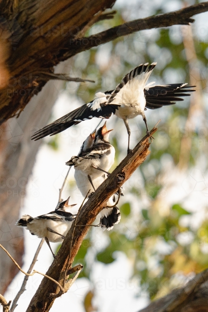 Magpie Lark Family - Australian Stock Image