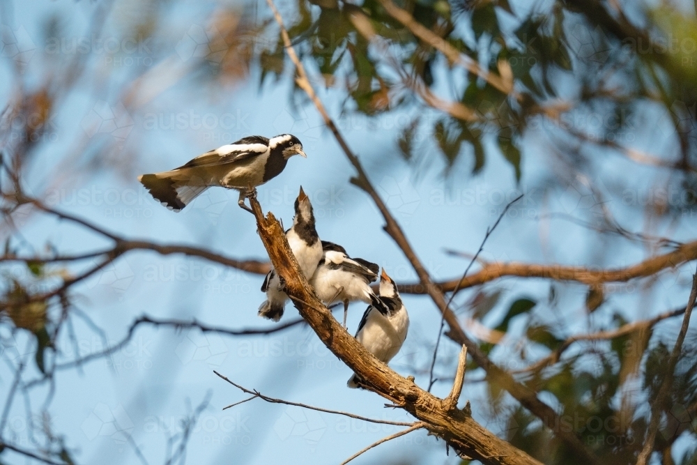 Magpie Lark Family - Australian Stock Image