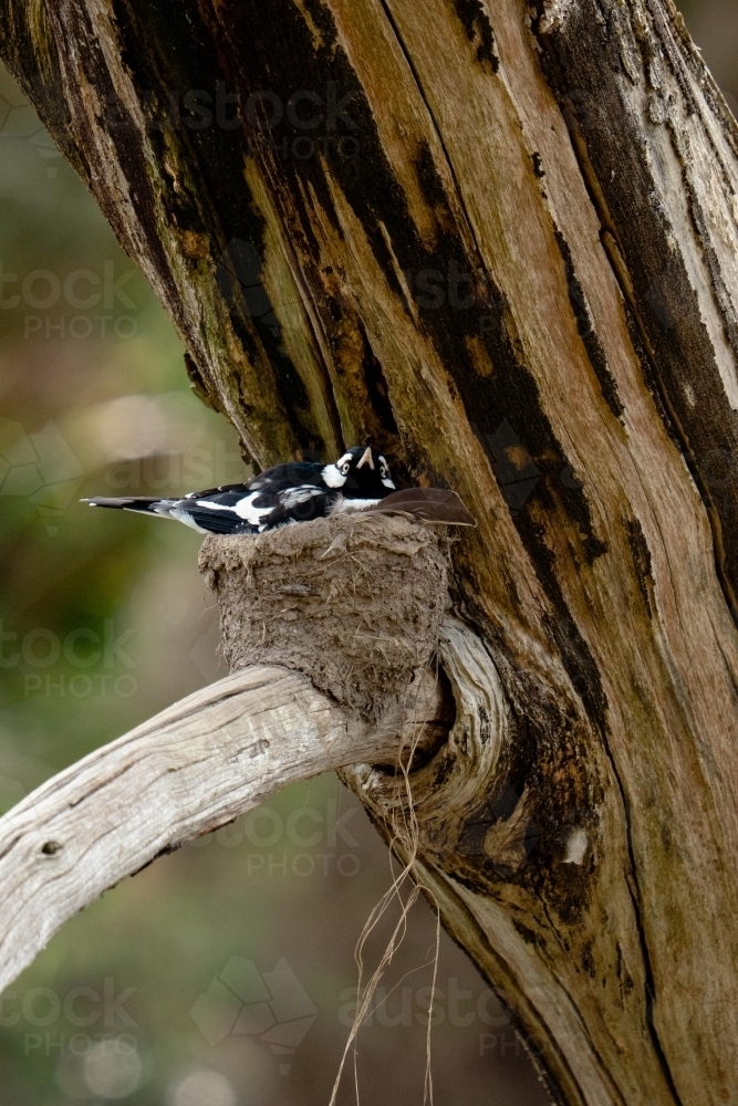 Magpie Lark on nest - Australian Stock Image