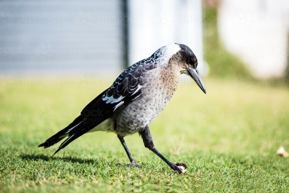 Magpie looking down at claw - Australian Stock Image