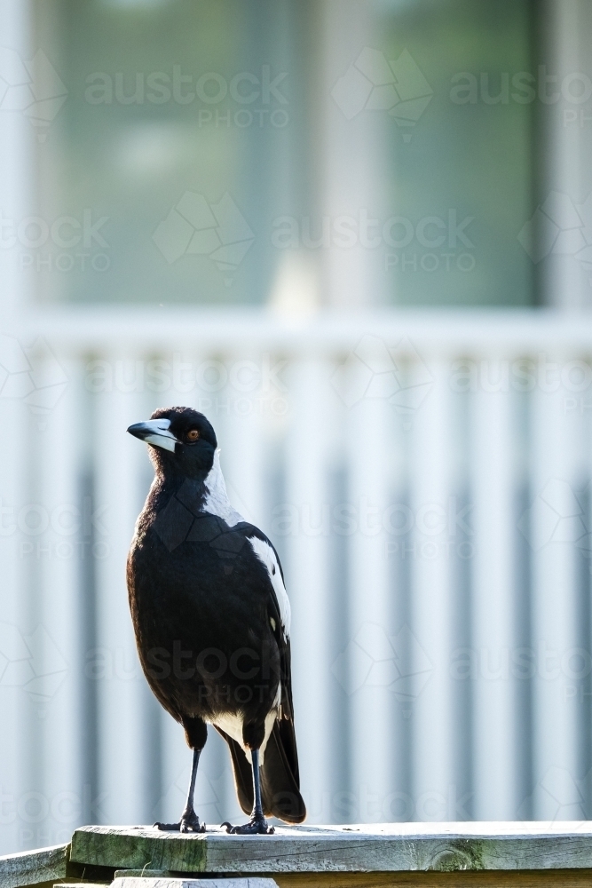 Magpie on a fence. - Australian Stock Image