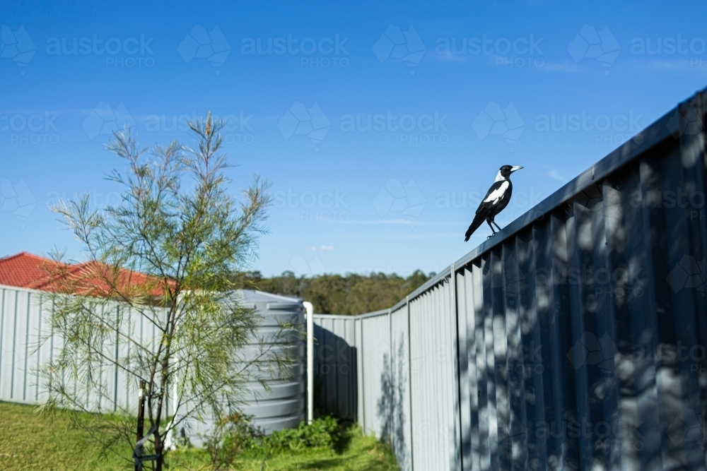 Magpie on back fence in suburban backyard with rainwater tank - Australian Stock Image