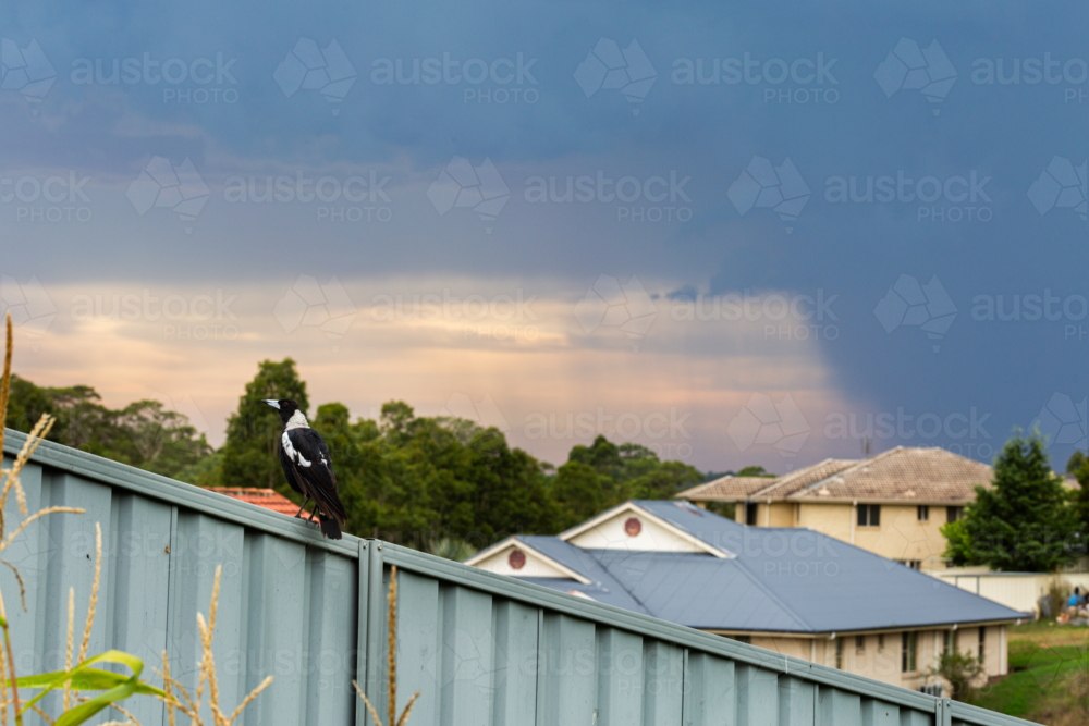 Magpie on fence with storm rolling in over suburb and rooftops in town - Australian Stock Image