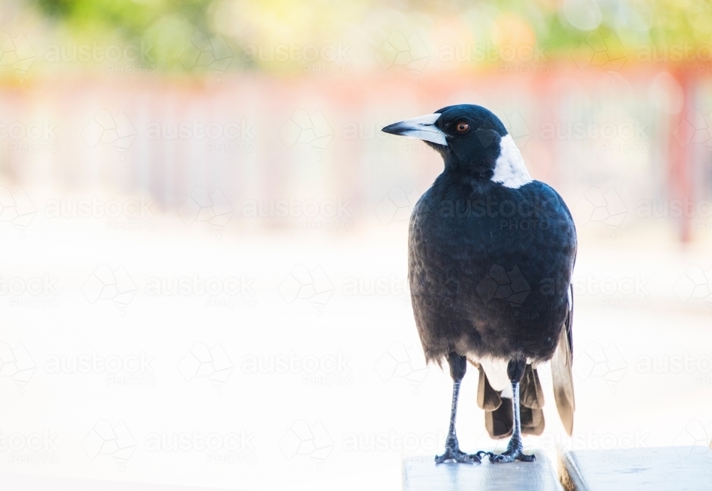 Magpie profile looking to the side - Australian Stock Image