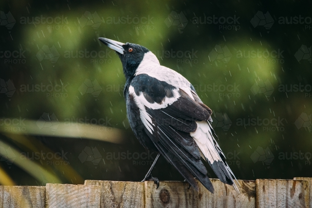 Magpie sitting on a fence in the rain - Australian Stock Image