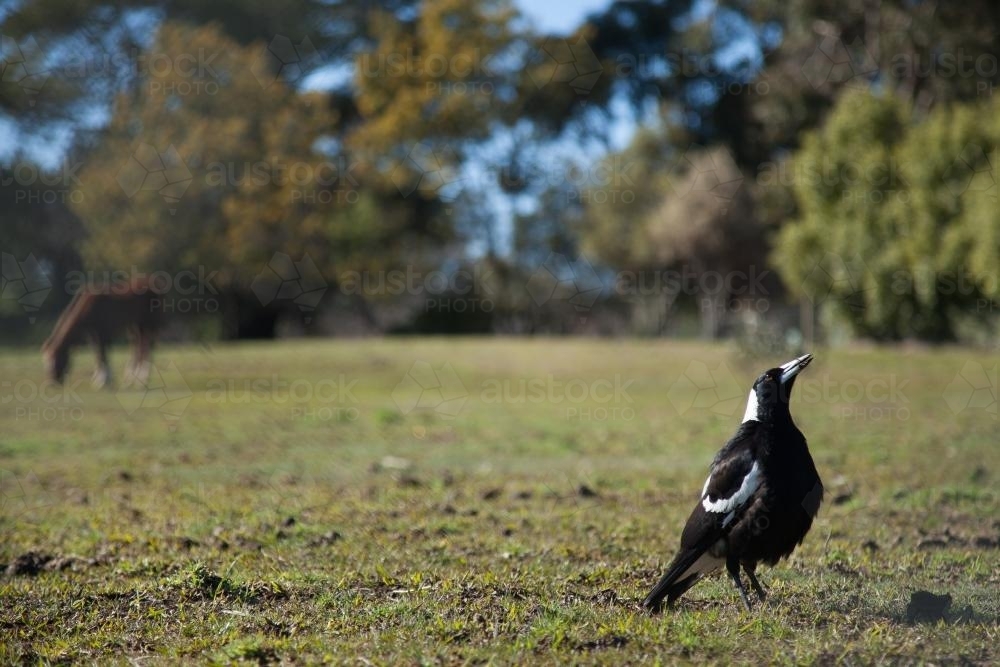 Magpie standing on the ground in a paddock singing - Australian Stock Image