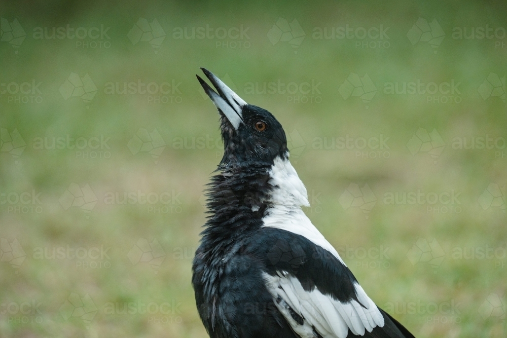 Magpie Warble - Australian Stock Image