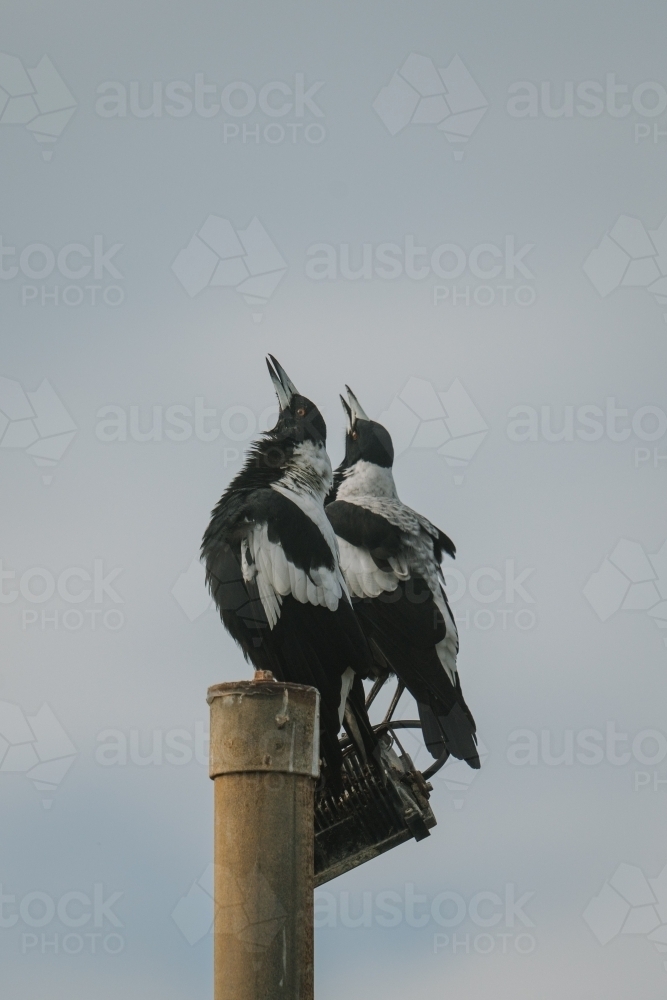 Magpie Warble - Australian Stock Image