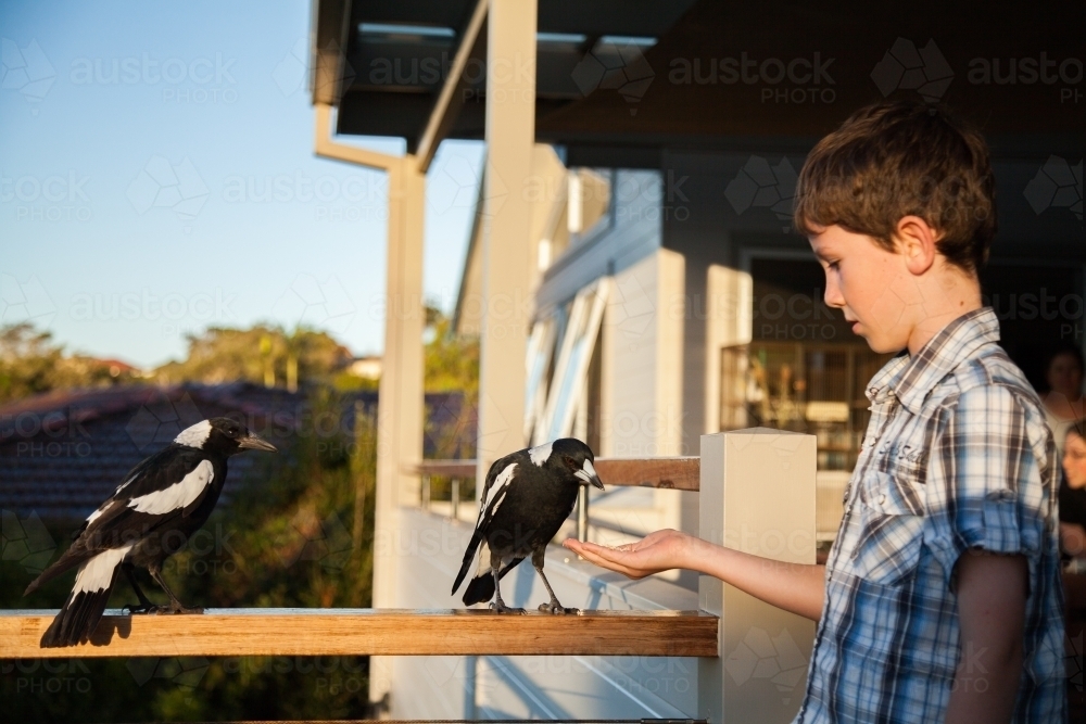 Magpies eating from 9yo boy's hand in afternoon light - Australian Stock Image