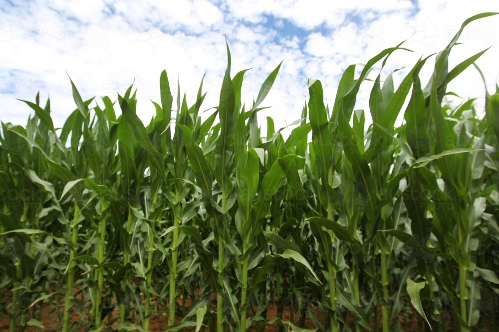 Maize crop - Australian Stock Image