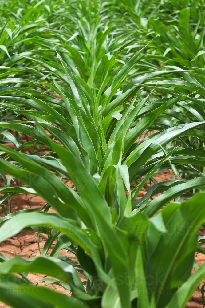 Maize crop - Australian Stock Image