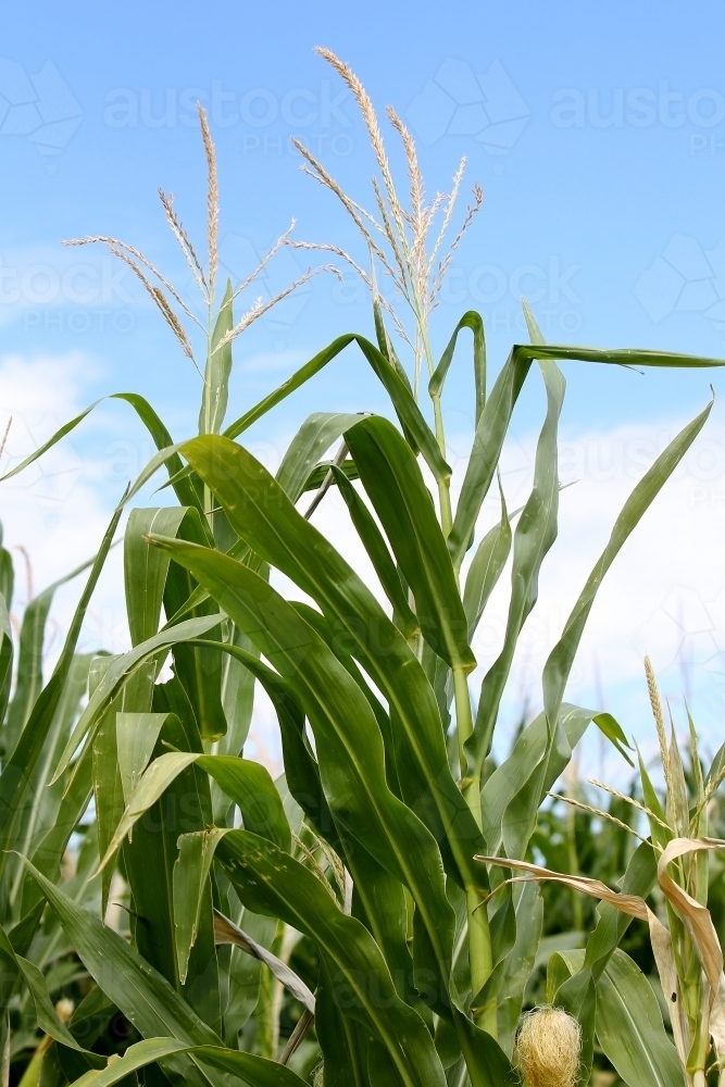 Maize crop - Australian Stock Image