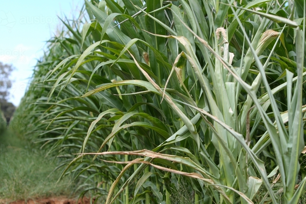 Maize crop - Australian Stock Image